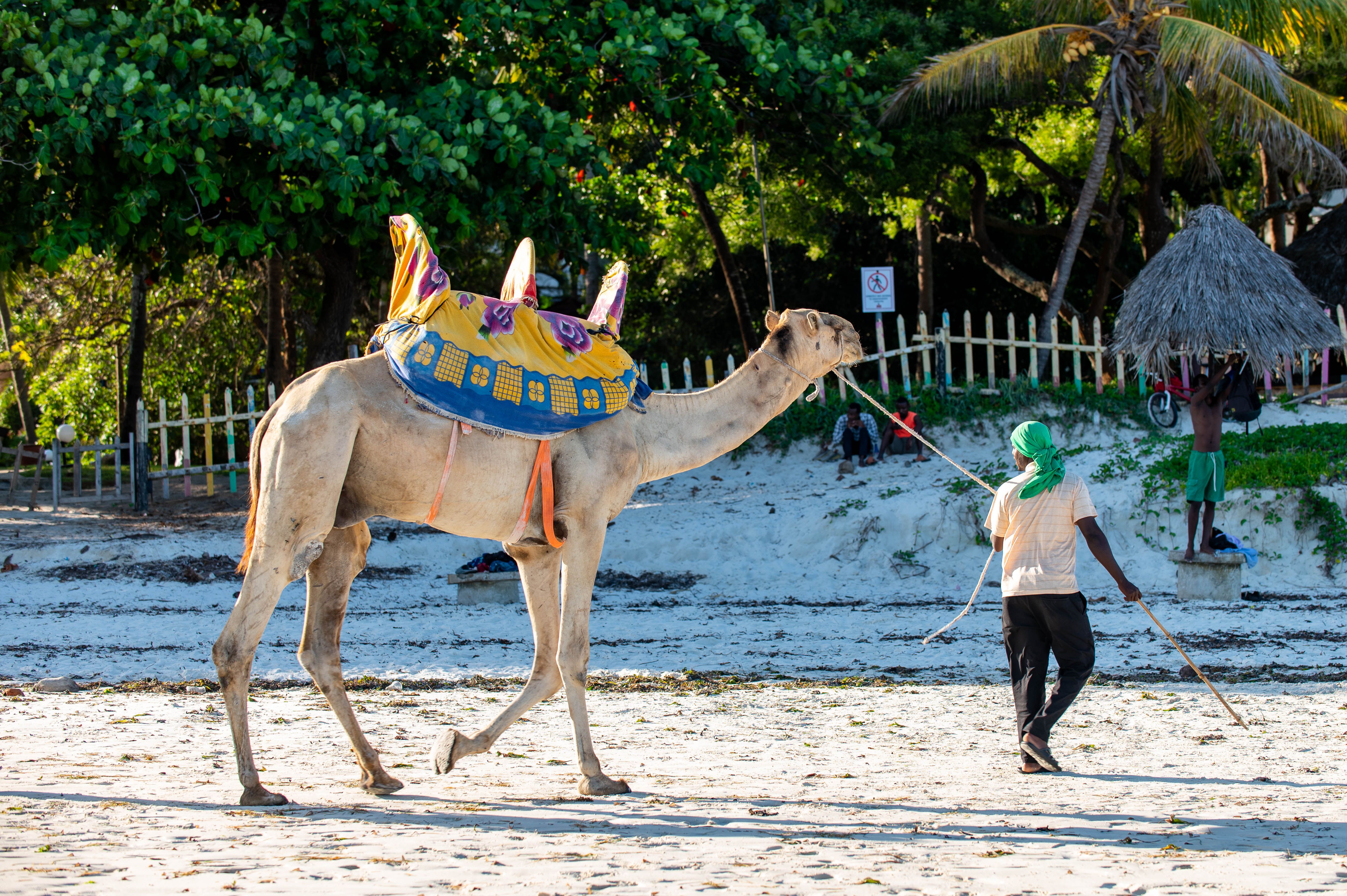 Lamu - Golden light